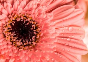 Flowers & Plants - Vibrant close-up of a pink gerbera daisy adorned #6463069