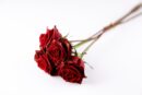 Flowers & Plants - A close-up of red roses on a white background, p #6616438