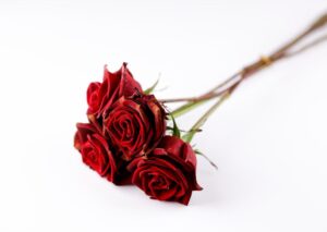 Flowers & Plants - A close-up of red roses on a white background, p #6616438