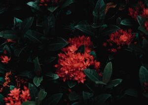 Flowers & Plants - From above of red gentle flowers in blossom on s #6924266