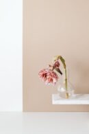 Flowers & Plants - Elegant still life photo of a pink flower in a c #7291866