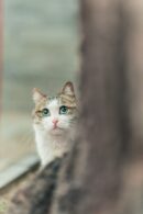 Cute Pets - Adorable tabby cat with big eyes peeking curious #8055875