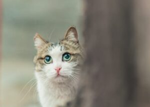 Cute Pets - Adorable tabby cat with big eyes peeking curious #8055875