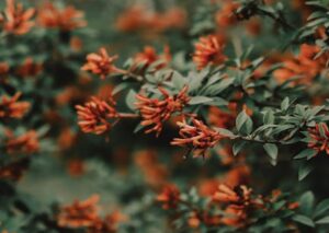 Flowers & Plants - Lush firebush flowers bloom vividly in a serene #8128661