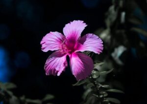 Flowers & Plants - Close-up of a pink hibiscus on blurred dark back #9806571