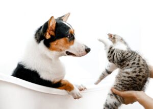 Cute Pets - A cute scene of a cat and dog interacting playfu #9952105